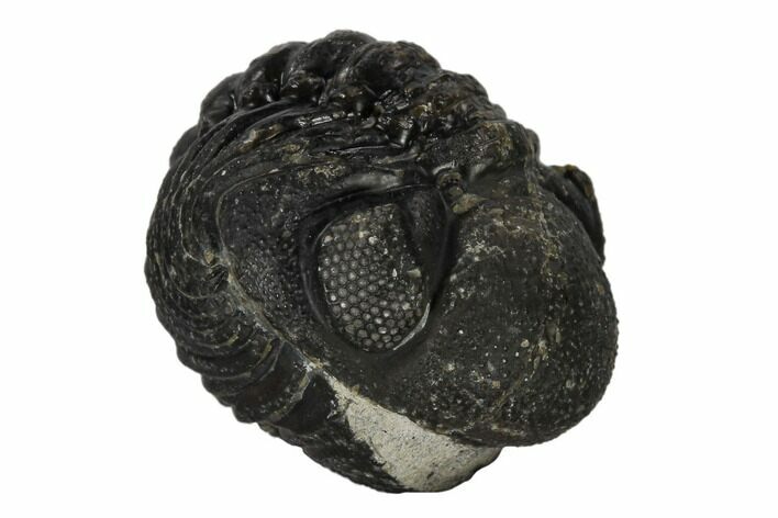 Bargain, Enrolled Austerops Trilobite - Morocco #119043